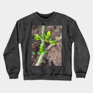 Gardenia Sprout Crewneck Sweatshirt